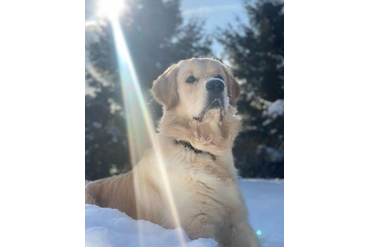 Финчер / РЗ Леон Тим /,  с синей ленточкой