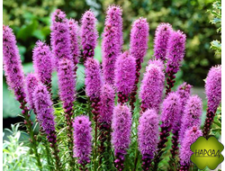 ЛИАТРИС "ФЛОРИСТАН ВИОЛЕТ" (ЦВЕТУЩИЙ САЖЕНЕЦ)