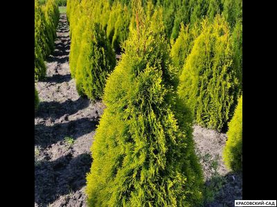 Туя Голден Смарагд - Golden Smaragd