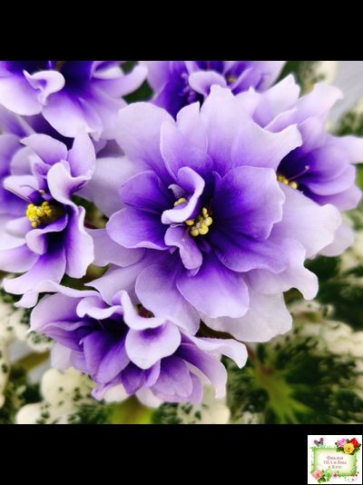 Р-Дурман (В. Зуб) 2020 г. (лист с детками укоренённый)