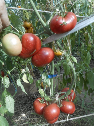 Томат Корнеевские