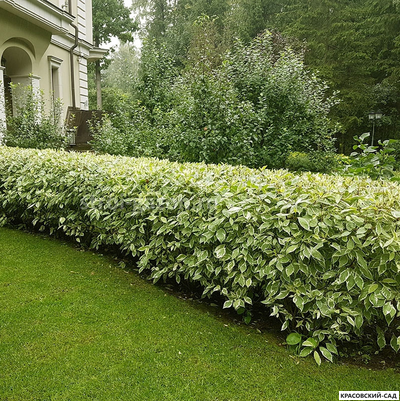 Живая изгородь из дерена