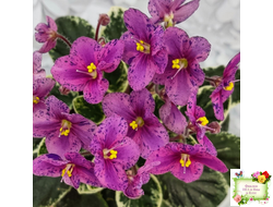 Mac's Coral Clackamas (G.McDonald) (стартер)