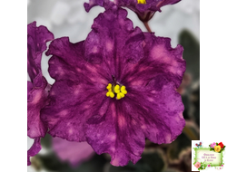 ВаТ-Калейдоскоп (Т. Валькова) 2015 г.