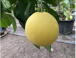 Грейпфрут Дункан