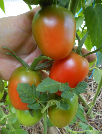 Томат Мархотская кисть (Мархотское гроно)