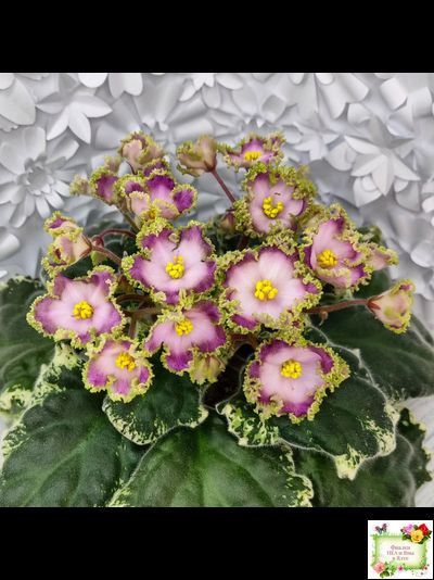 НД-Вербена (Н. Данилова-Суворова) 2021 г.