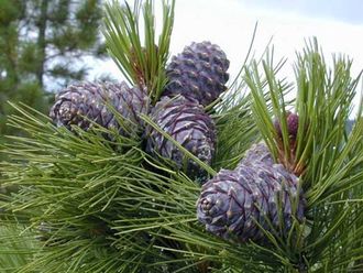 Кедр сибирский (Pinus sibirica), лапки (5 мл) - 100% натуральное эфирное масло