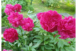 Крейсер Аврора