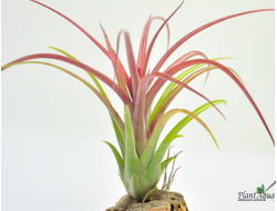 Тилландсия Brachycaulos x caput meduasae