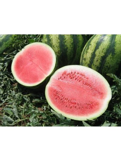 Арбуз Виктория F1, 5шт