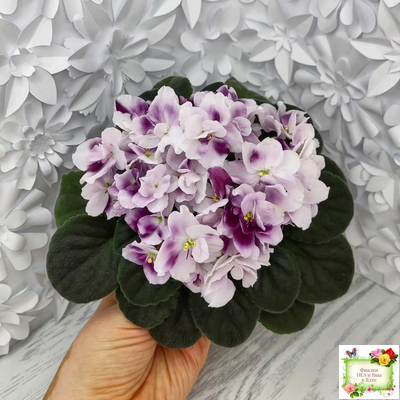 Mac's Southern Springtime (G.McDonald) (лист посажен 29.01.26)