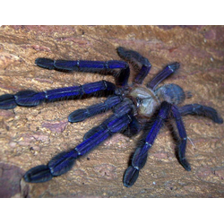 Cyriopagopus sp. Blue или Lampropelma violaceopes