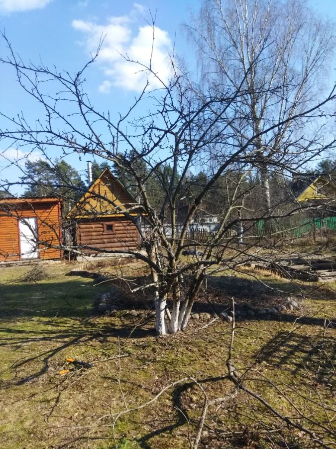 Обрезка яблонь Мшинская СНТ Балтиец