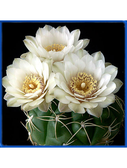 Gymnocalycium denudatum  GF 612