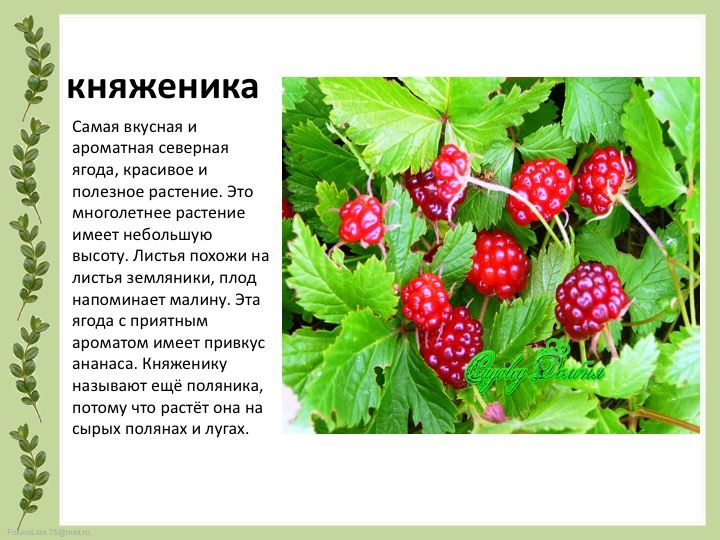 Княженика ягода полезные свойства фото и описание Княженика ягода описание где растет - CoffeePapa.ru