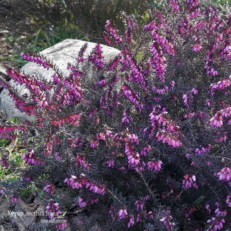 Erica darleyensis Kramers Rote