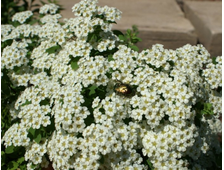 Спирея ниппонская &#039;Gerlve`s Rainbow&#039;, ЗКС