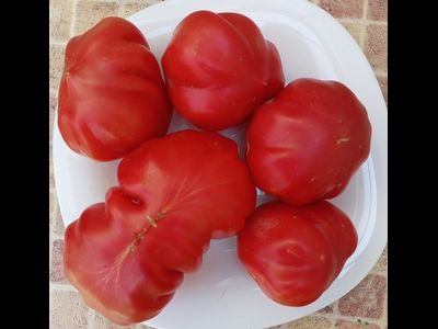 Томат Тлаколула де Матаморос