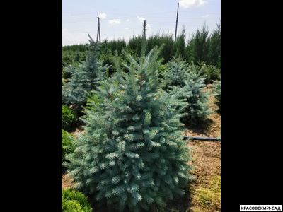 Ель Глаука - Glauca