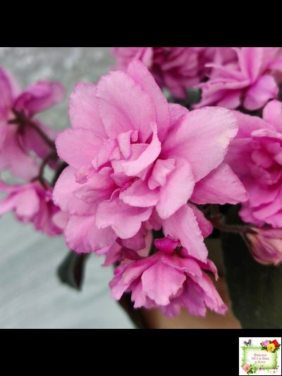 Pink Tulip Gold (японская селекция)