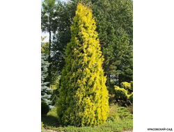 Туя Санкист - Sunkist