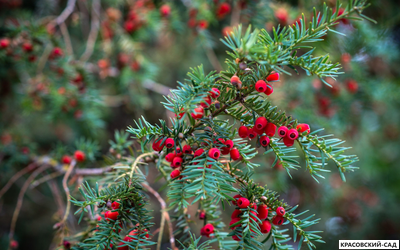 Тис Ягодный - Baccata