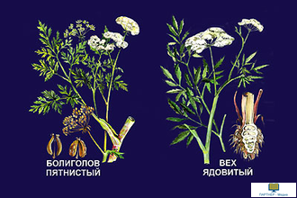 Ядовитые растения, слайд-комплект (20 слайдов), начальная школа