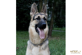 Кейси Глар (Акбар х Барталина Каскад)