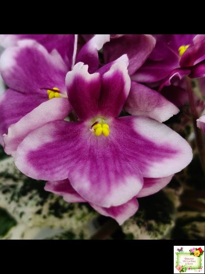 KZ-Источник Вдохновения (И. Заикина) 2023 г.