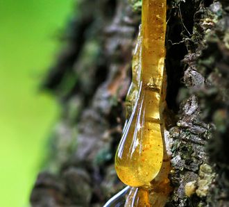 Бензоин (Styrax Benzoin) (1 г), 75% резиноид в органическом спирте