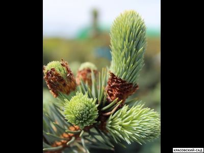 Ель колючая Ольденбург