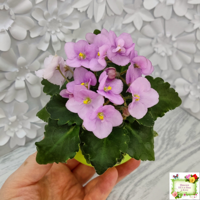 Morgan's Ivy League (C.Eros) (пестролистный гёрл)