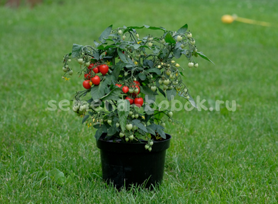 Микро томат Evita (Эвита), 10 шт