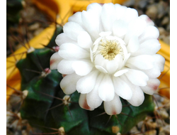 Gymnocalycium spec. VoS-329 - 5 семян