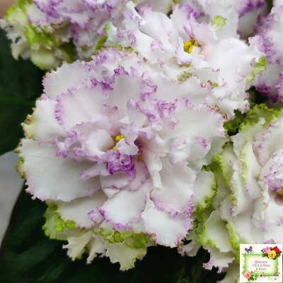 Фея (Т. Л. Дадоян) (лист укоренённый)