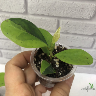 Ficus Diversifolia var.  Watermelon / фикус дельтовидный Арбуз