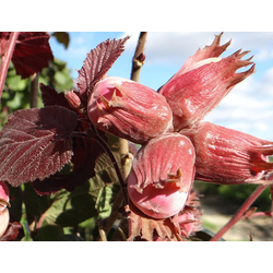 Фундук, саженцы