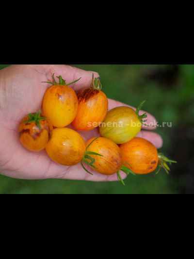 Томат Atomic Sunset (Атомный Закат), 10 шт