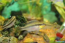Пельвикахромис пульхер / Попугайчик (Pelvicachromis pulcher)
	