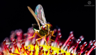 Семена Росянки Drosera MIX