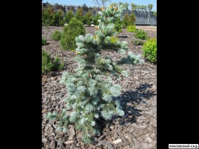 Ель колючая Ольденбург