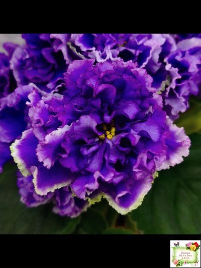 РМ-Синий Бриллиант (Н. Скорнякова) 2023 г.