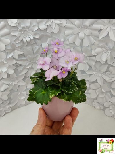 Morgan&#039;s Ivy League (C.Eros) (пестролистный гёрл)