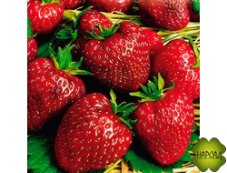 КЛУБНИКА "МОСКОВСКИЙ ДЕЛИКАТЕС" (РЕМОНТАНТНАЯ, СОЧНАЯ, ПЛОТНАЯ ЯГОДА)