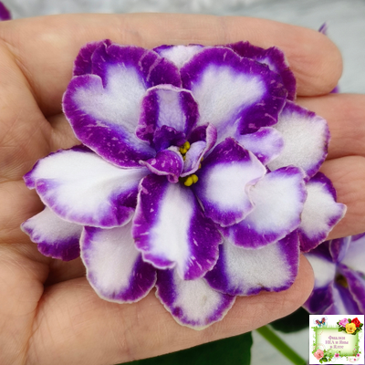 ЮШ-Надюша (Ю.Шаховцева) химера (пасынок из цветоноса укоренённый)