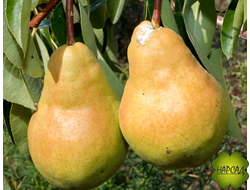 ГРУША "ДЮШЕС МОСКОВСКИЙ ЛЕТНИЙ" (ВИЛЬЯМС) (саженец 3 года)