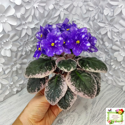 Rivermist Galaxy (J.Baker) (10973) 04/13/2018