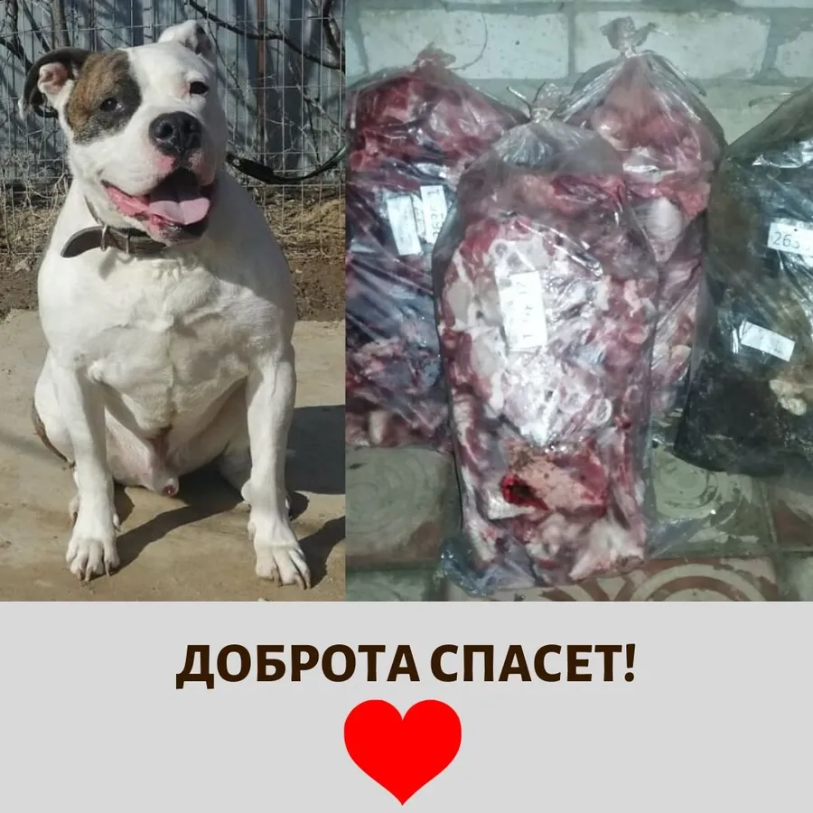  28.02 мы побывали в приюте АМСТАФФ-GROUP Передали  наши с вами подарки - мясные вкусности.За период с 15.02 по 28.02 сумма по благотворительным купонам составила 1087 руб. Благодарим всех, кто принимает участие в акции! 