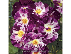 Перпл Сплэш